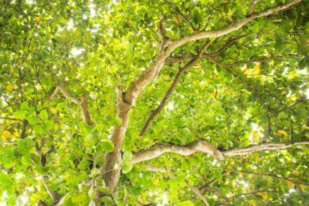 nature abstract can used for background or templateの写真素材