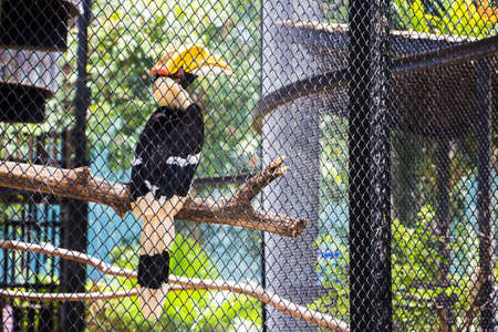 Hornbill on branches inside cage in the zoo.の写真素材