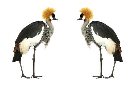 Grey Crowned Crane isolated on white background.の写真素材