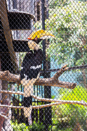 Hornbill on branches inside cage in the zoo.