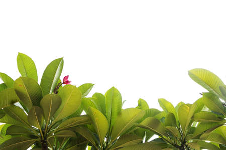 Green leaf border isolated on white backgroundの写真素材