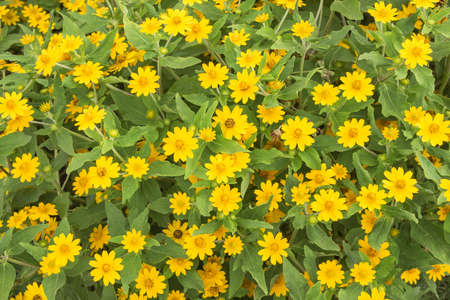 Nature background. Yellow flower field.