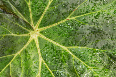 Close-up abstract nature background. grape leaves texture with drop of water.