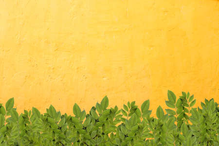 Leaves border on bright orange concrete wall.