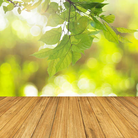 Nature background. Fresh green leaf with green bokeh and sunlight against wood floor.の写真素材