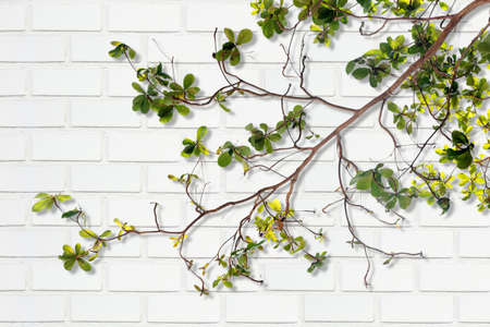 green leaf with shadow against white brick wall backgroundの写真素材