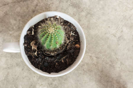 Top view cactus in white mug on concrete floorの写真素材