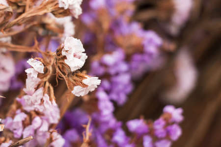 Close-up Dried flower can use for background