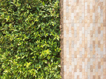 Abstract nature background. Green leaves texture with tile wall.の写真素材