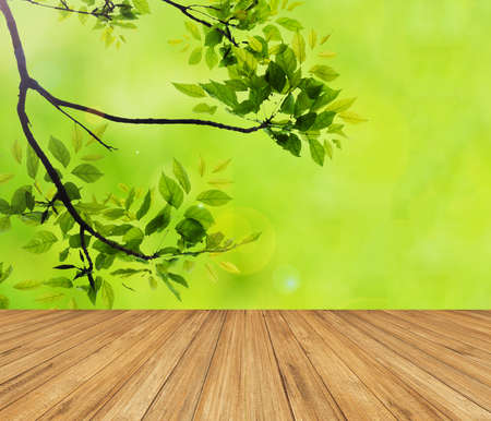 Nature background. Fresh green leaf with green bokeh and sunlight against wood floor.の写真素材