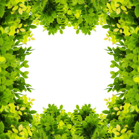 Green leaf isolated on a white background