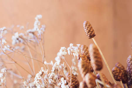 Close-up Dried flower can use for background