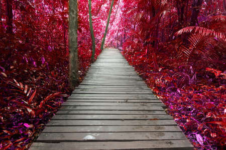 Stairway to jungle, national parkの写真素材