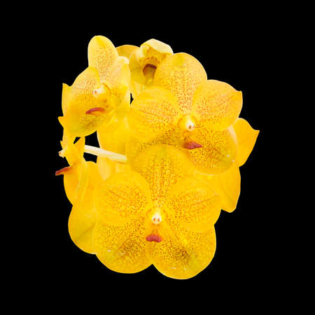 Orchid isolatd on black background