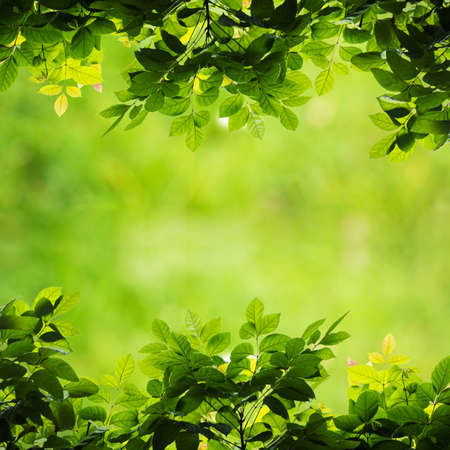 Natural green background. Leaf against bokeh backgroundの写真素材