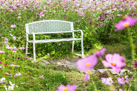 White wood bench in cosmos flower gardenの写真素材