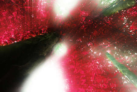 Beautiful pink forest in summer with sun ray.
