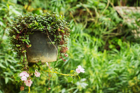 Hanging pot of flowersの写真素材