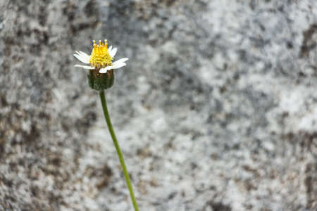 Close-up grass flower against blur background. Selective focus.