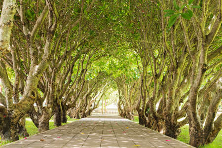 Tunnel green forest with path way.の写真素材