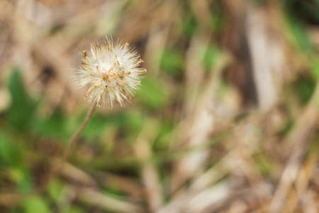 Close-up grass flower against blur nature background. Selective focus.の写真素材