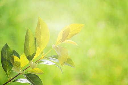Fresh green leaves against blur nature background with flare.