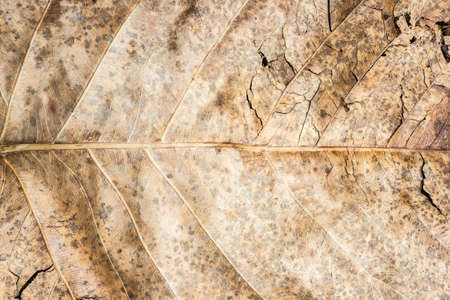 texture of dried leaf background.の写真素材