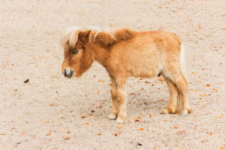 Mini dwarf horse in a farmの写真素材