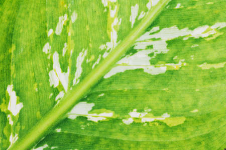 Close up leaves texture background.