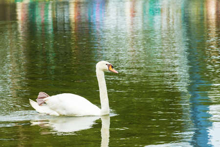 Swan in lake with reflection.の写真素材