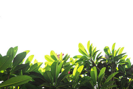 Fresh green leaf on white background.の写真素材