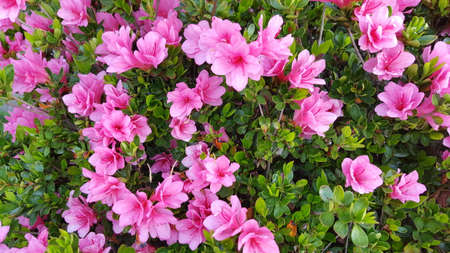 Pink Azalea Flowerの写真素材