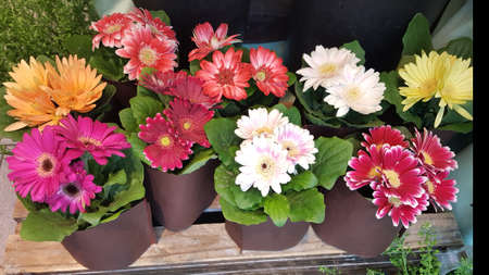 Mix Flowers For Wallpaper Backgroundの写真素材