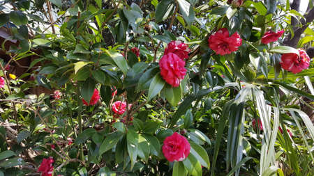 Red Flower Groupの写真素材
