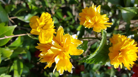 Yellow Flowers Image For Wallpaper Background Bannerの写真素材