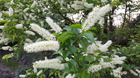 Spirea Bush Image For Background Card Wedding Card Banner Photoの写真素材