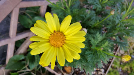 Yellow Corn Daisy Image For Background Banner flex Cardの写真素材