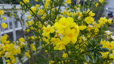 Yellow Wallflower Image for Banner Flex Ads Background Pic wallpaperの写真素材