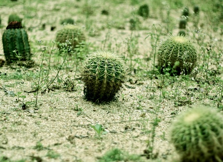 cactusの写真素材
