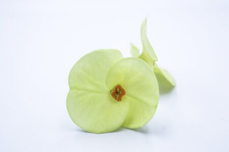 Light yellow Poi Sian flowers.の写真素材