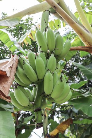 A green raw banana bunches in a banana tree.の写真素材