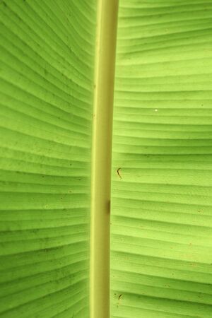 Background of banana leaves.の写真素材