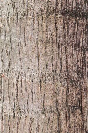 Brown coconut tree bark background.