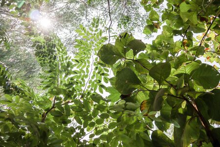 Sunlight shines through many leaves.の写真素材