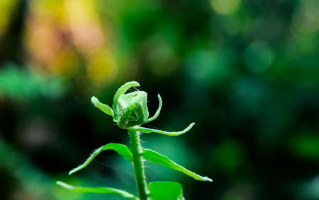 Asian Young growing fern leaves unfurling in a green forestの写真素材