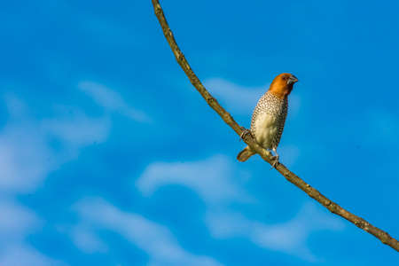 Small bird on a tree branch with blue skyの写真素材