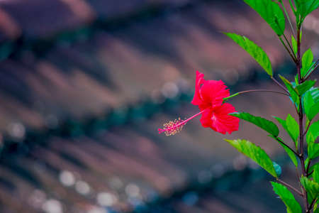 Red Hibiscus flower with branchの写真素材