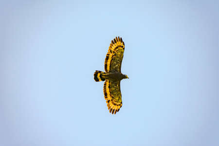Golden Hawk is flying on blue skyの写真素材