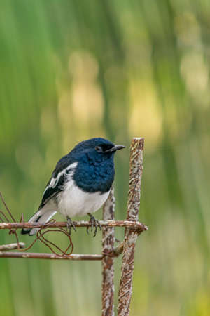 Cute bird on a iron barの写真素材