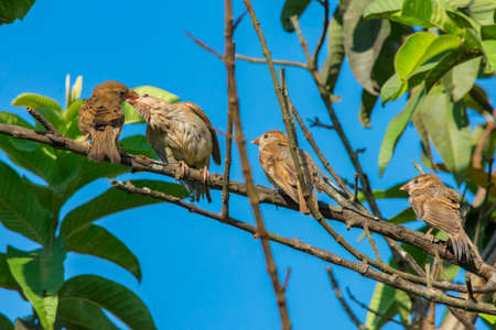 Mummy bird is feeding babiesの写真素材